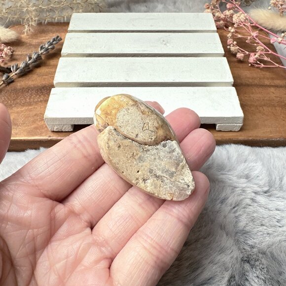 Beautiful Small Fossil Shell - Picture 4 of 6